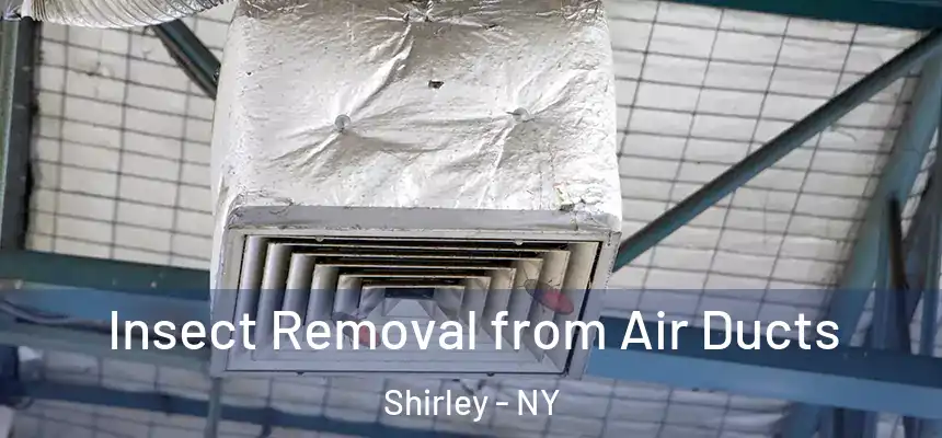 Insect Removal from Air Ducts Shirley - NY